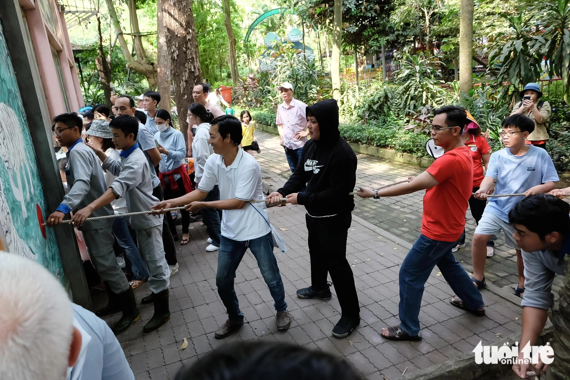 A team of 5-7 visitors take on the tiger in the tug-of-war, February 10, 2024. Photo: Phuong Nhi / Tuoi Tre