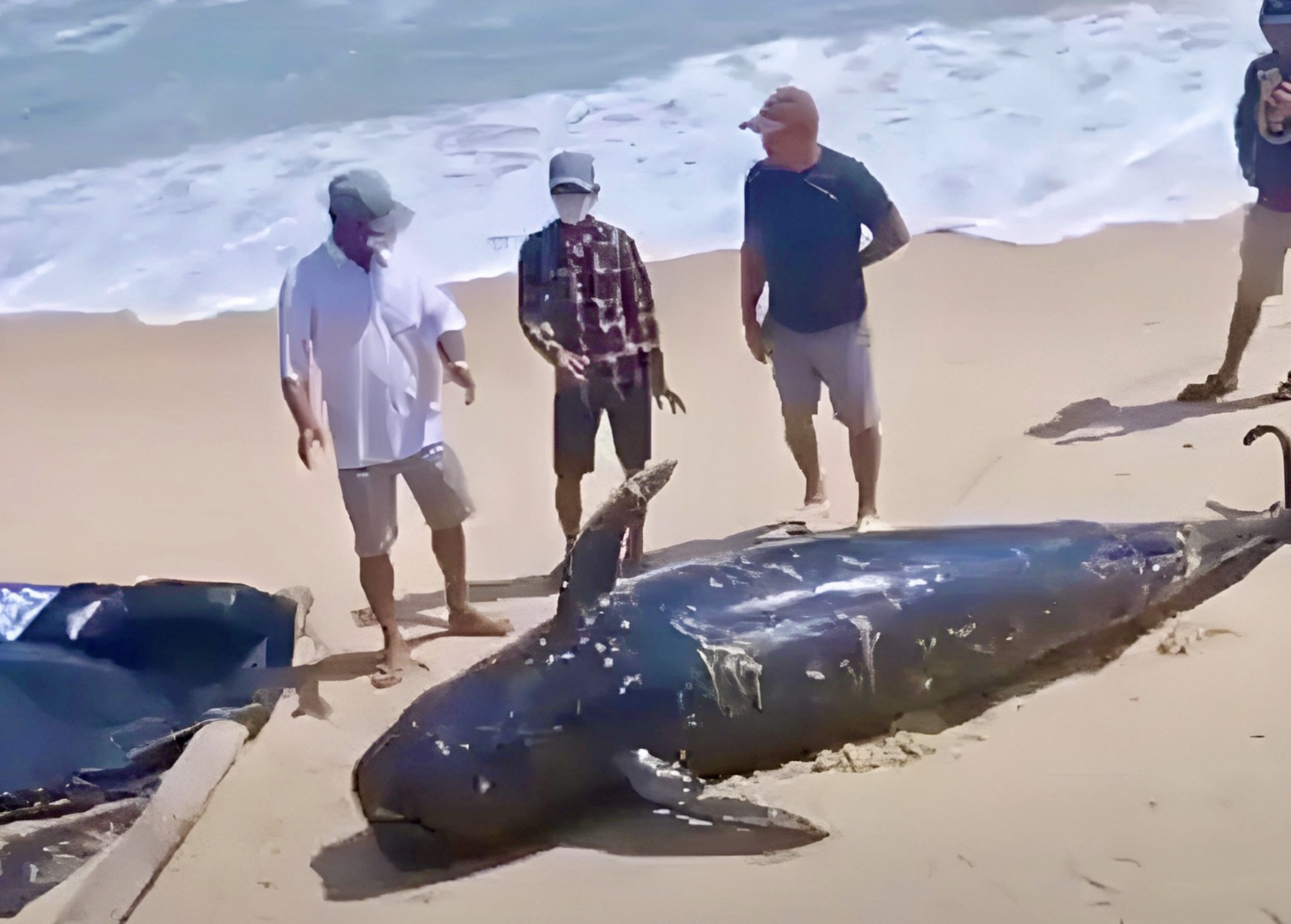 Whale carcass washes up on south-central Vietnam shore