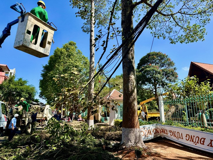 Falling tree kills girl in Vietnam’s Central Highlands