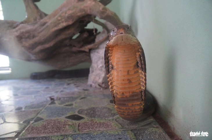 Largest snake farm in Vietnam’s Mekong Delta overwhelmed by Tet holiday crowds