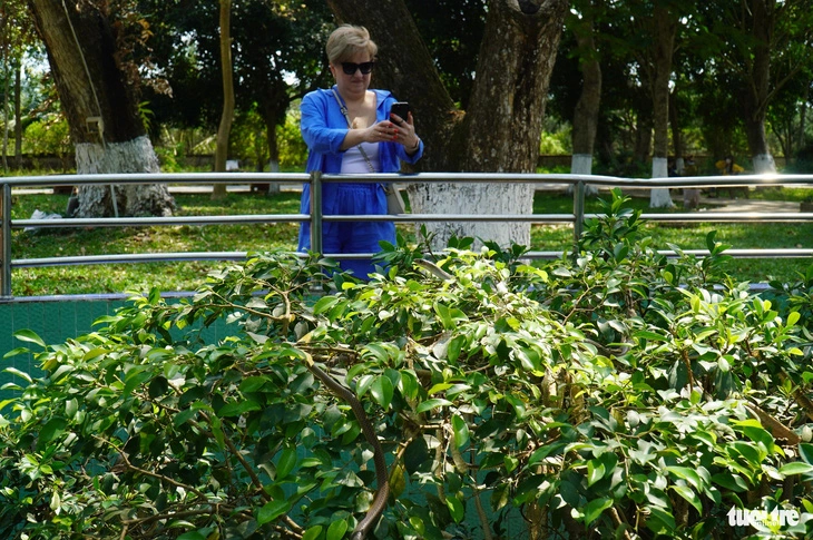 A foreign visitor photographs snakes at a tree bush at Dong Tam Snake Farm in Tien Giang Province, located in Vietnam’s Mekong Delta region, during the 2024 Tet (Lunar New Year) holiday.