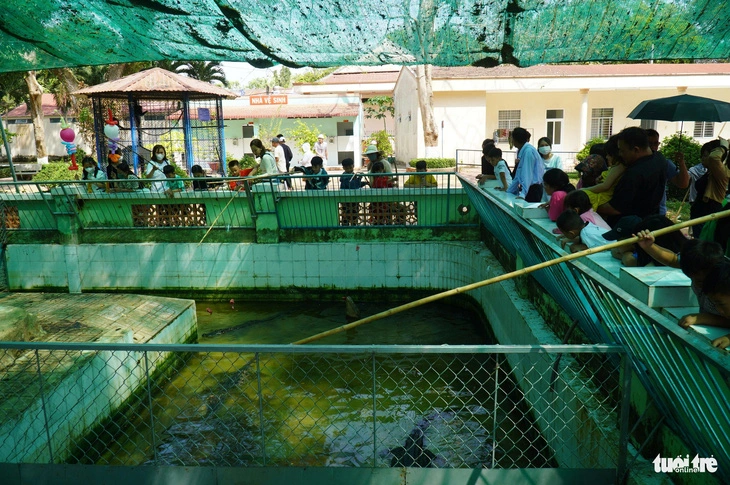 This image shows visitors watching crocodiles at Dong Tam Snake Farm in Tien Giang Province, situated in Vietnam’s Mekong Delta region, during the 2024 Tet (Lunar New Year) holiday.