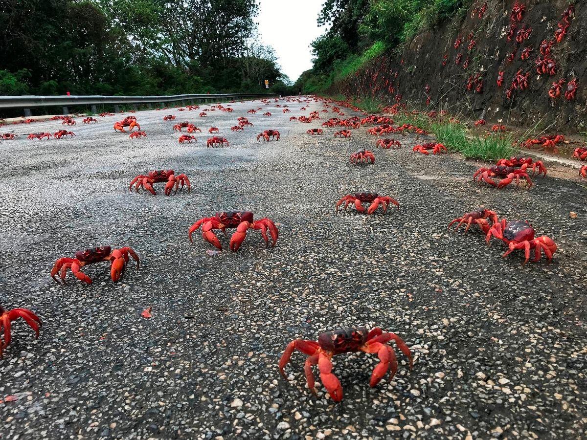 Dry weather hampers mass Christmas Island crab migration