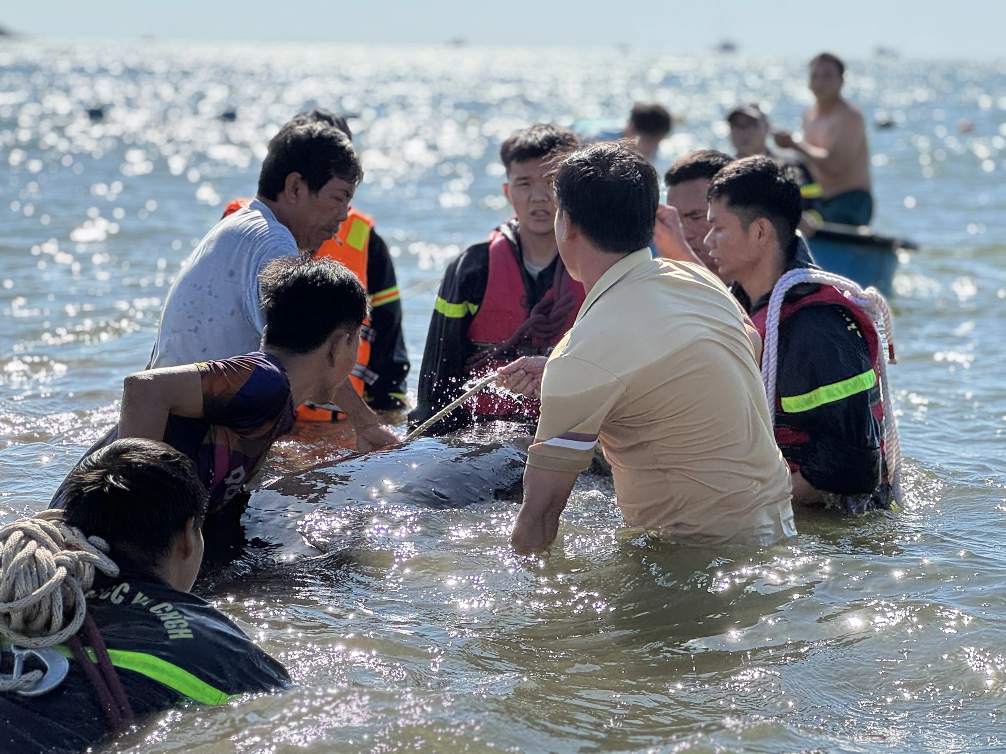 Injured, stranded whale rescued in Vietnam’s Binh Dinh