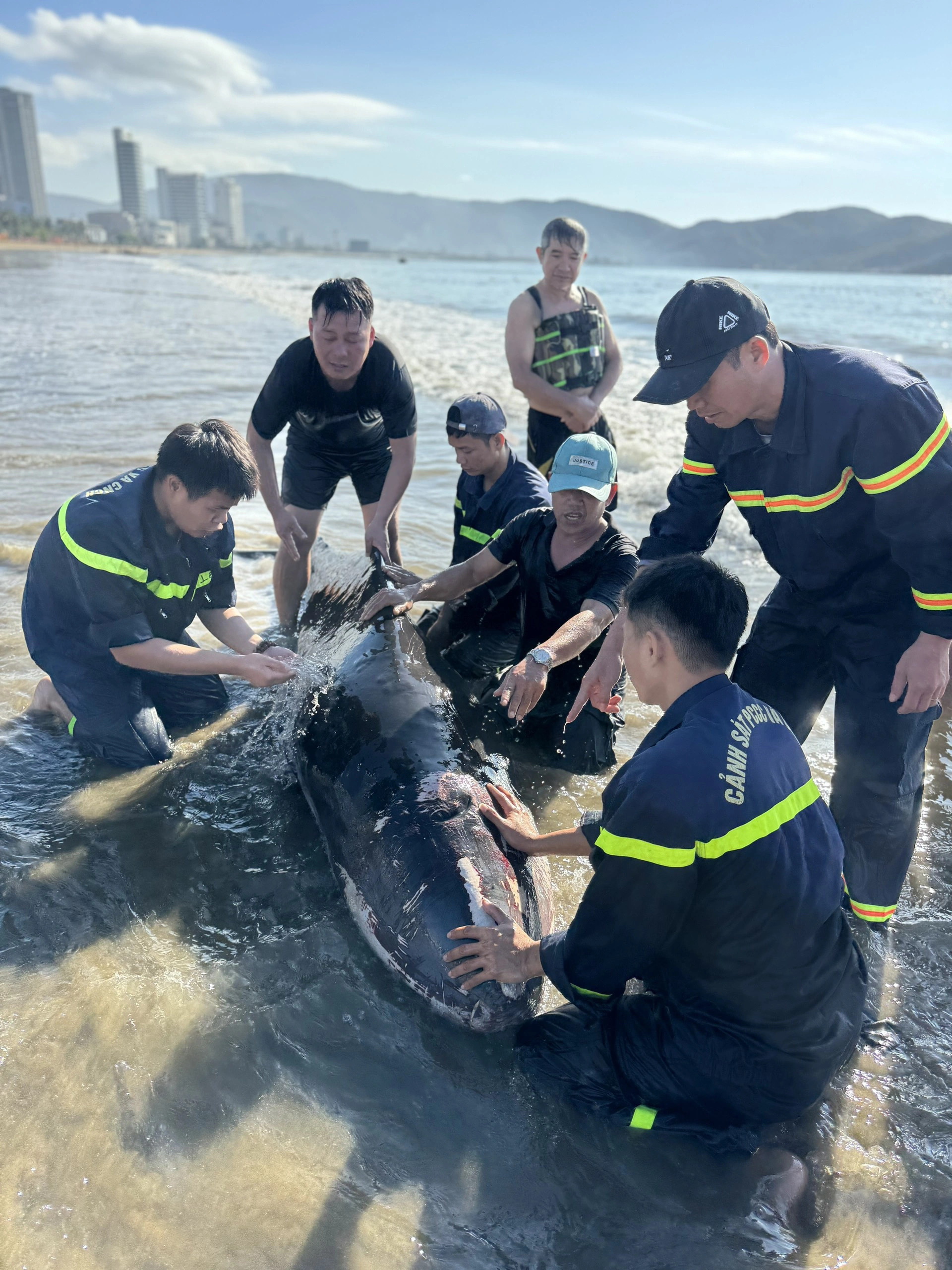 Rescuers and local residents provide the injured, stranded whale with basic treatment. Photo: N.H.T.