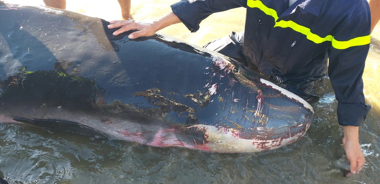 The whale sustains multiple injuries on its body. Photo: N.H.T.