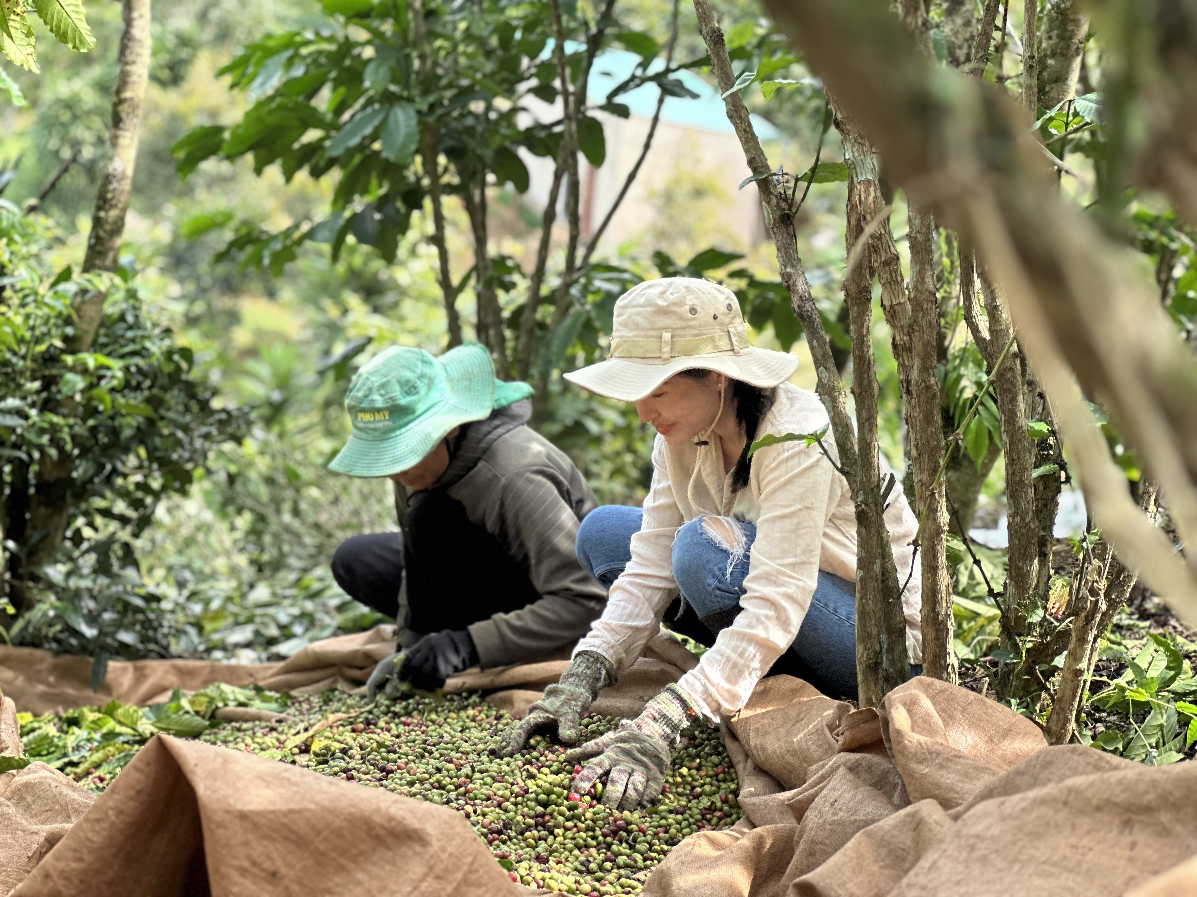 Dao Thuy Linh (right) joins local people to harvest coffee in Loc Lam Commune, Bao Lam District, Lam Dong Province in November 2023. Photo: Supplied