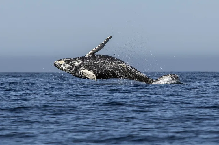 Heatwaves may be driving whale decline in Pacific: study