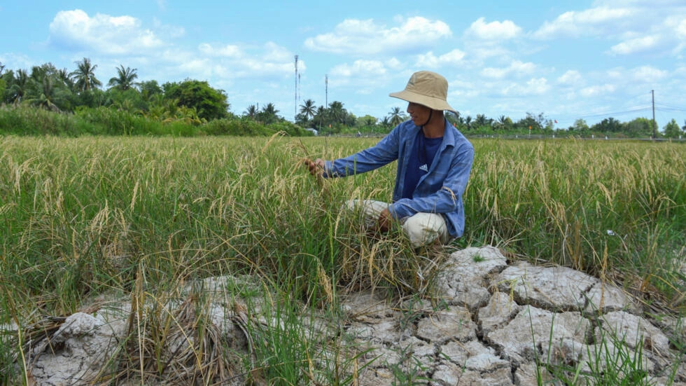 Vietnam's 'rice bowl' cracks in monster heatwave