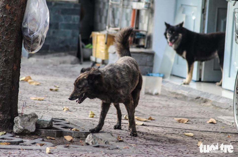 18 die of rabies in Vietnam in Jan-Feb