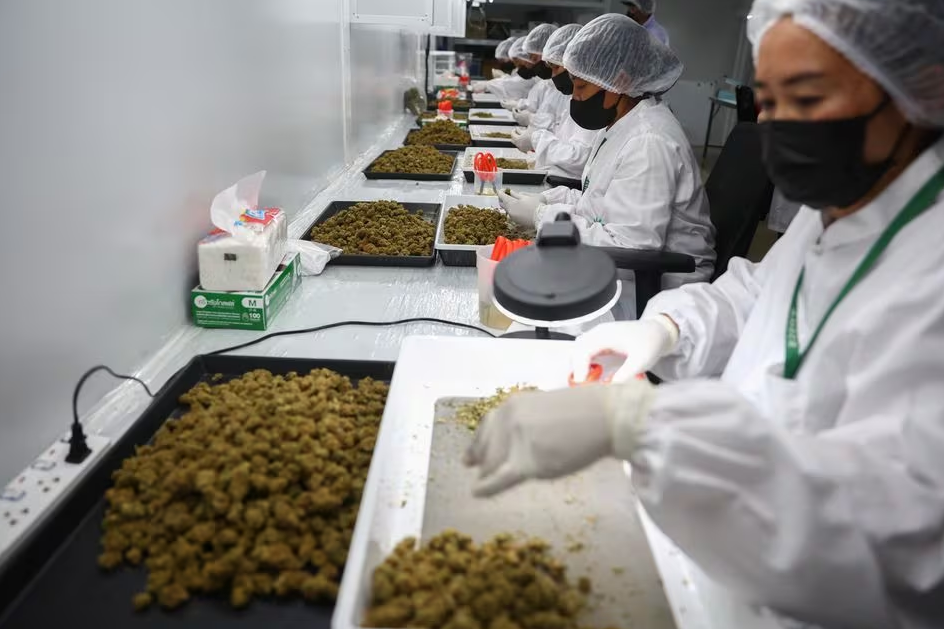 Workers trim cannabis buds at the Amber Farm, in Bangkok, Thailand, January 30, 2023. Photo: Reuters