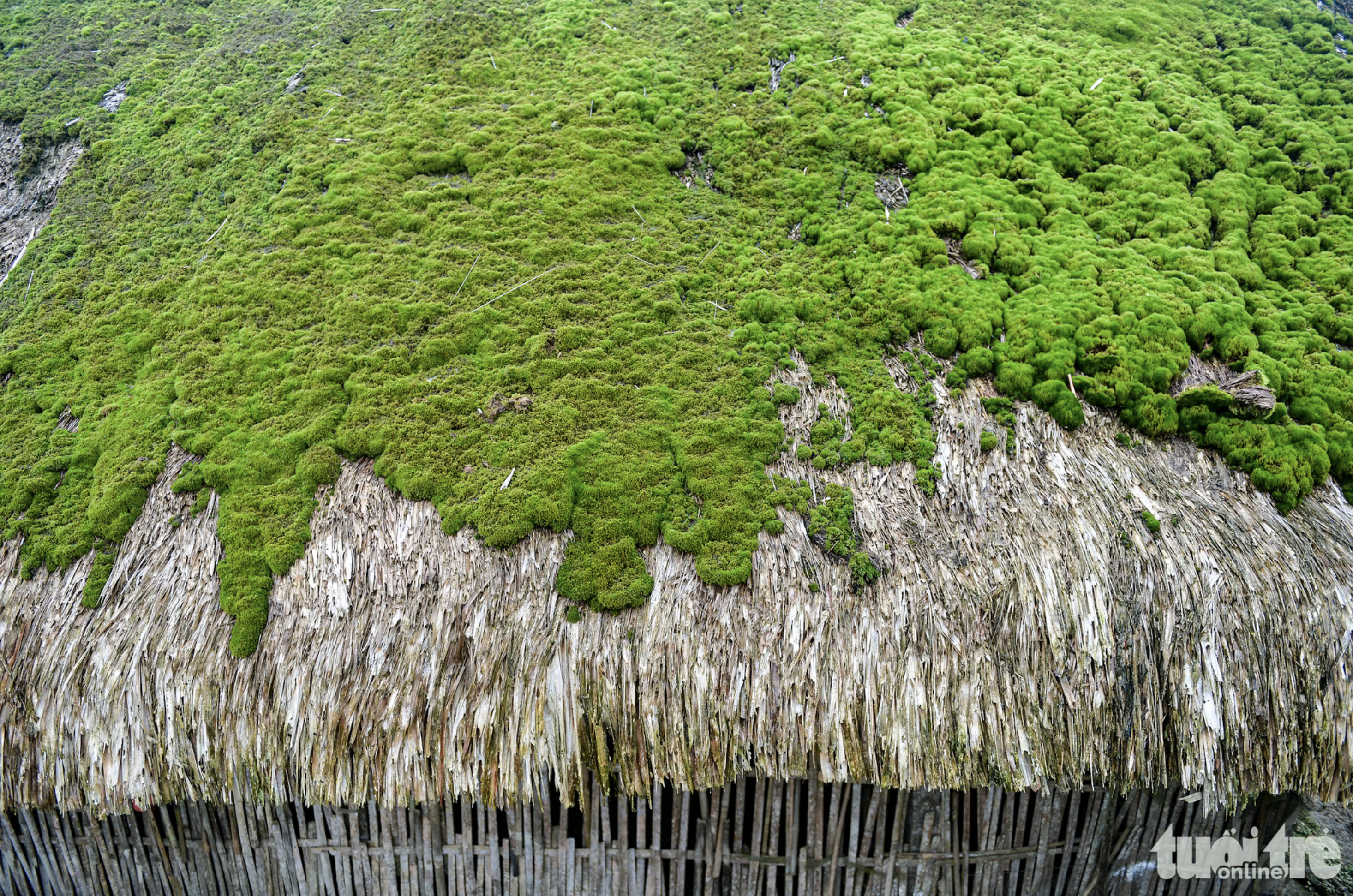 The roofs of stilt houses aged seven or older in Xa Phin Mountainous Village in Vi Xuyen District under Ha Giang Province, northern Vietnam become covered with moss. Photo: Nam Tran / Tuoi Tre
