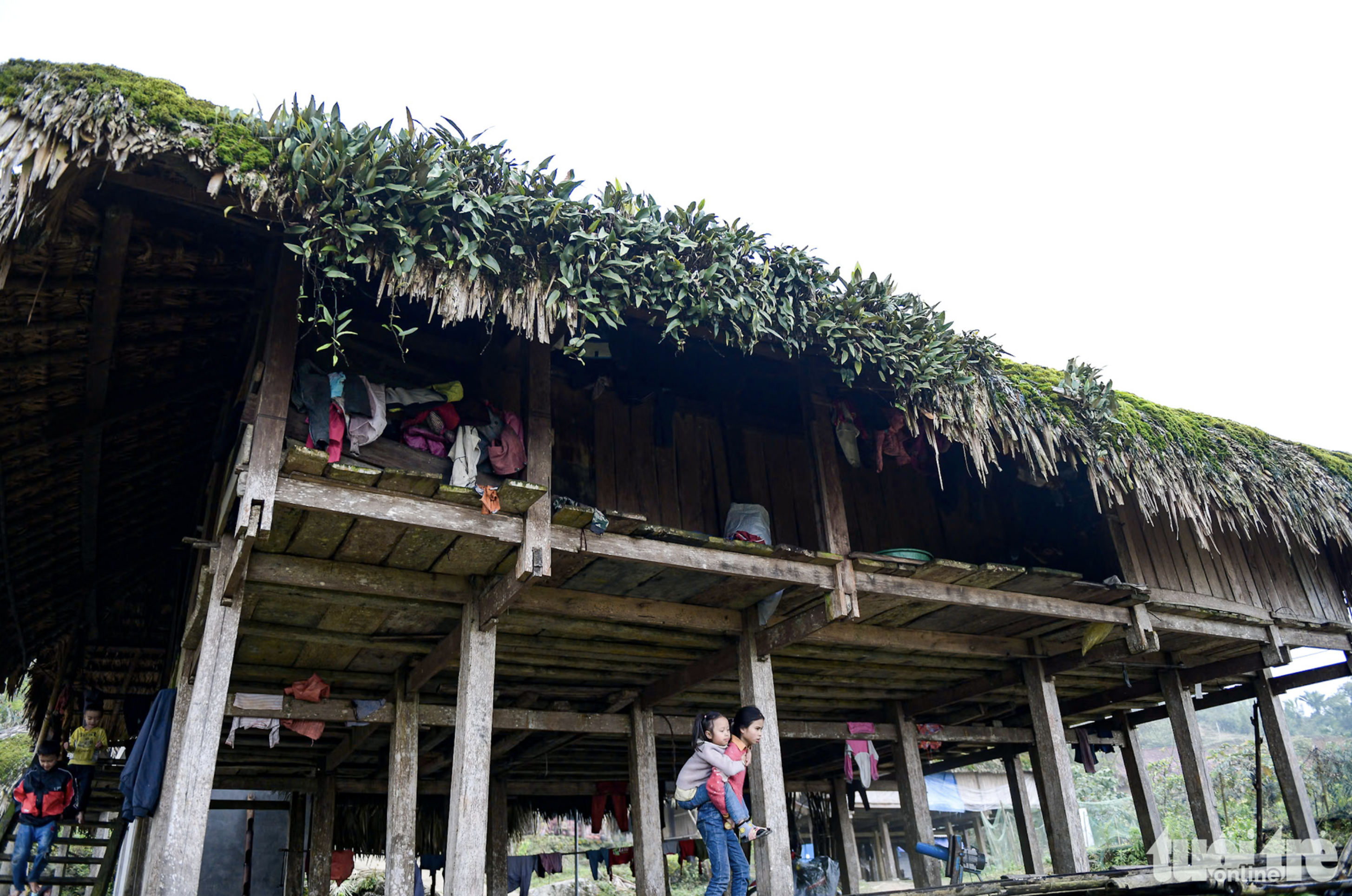 Locals in Xa Phin Mountainous Village in Vi Xuyen District under Ha Giang Province, northern Vietnam wish to maintain roofs made of palm leaves. Photo: Nam Tran / Tuoi Tre