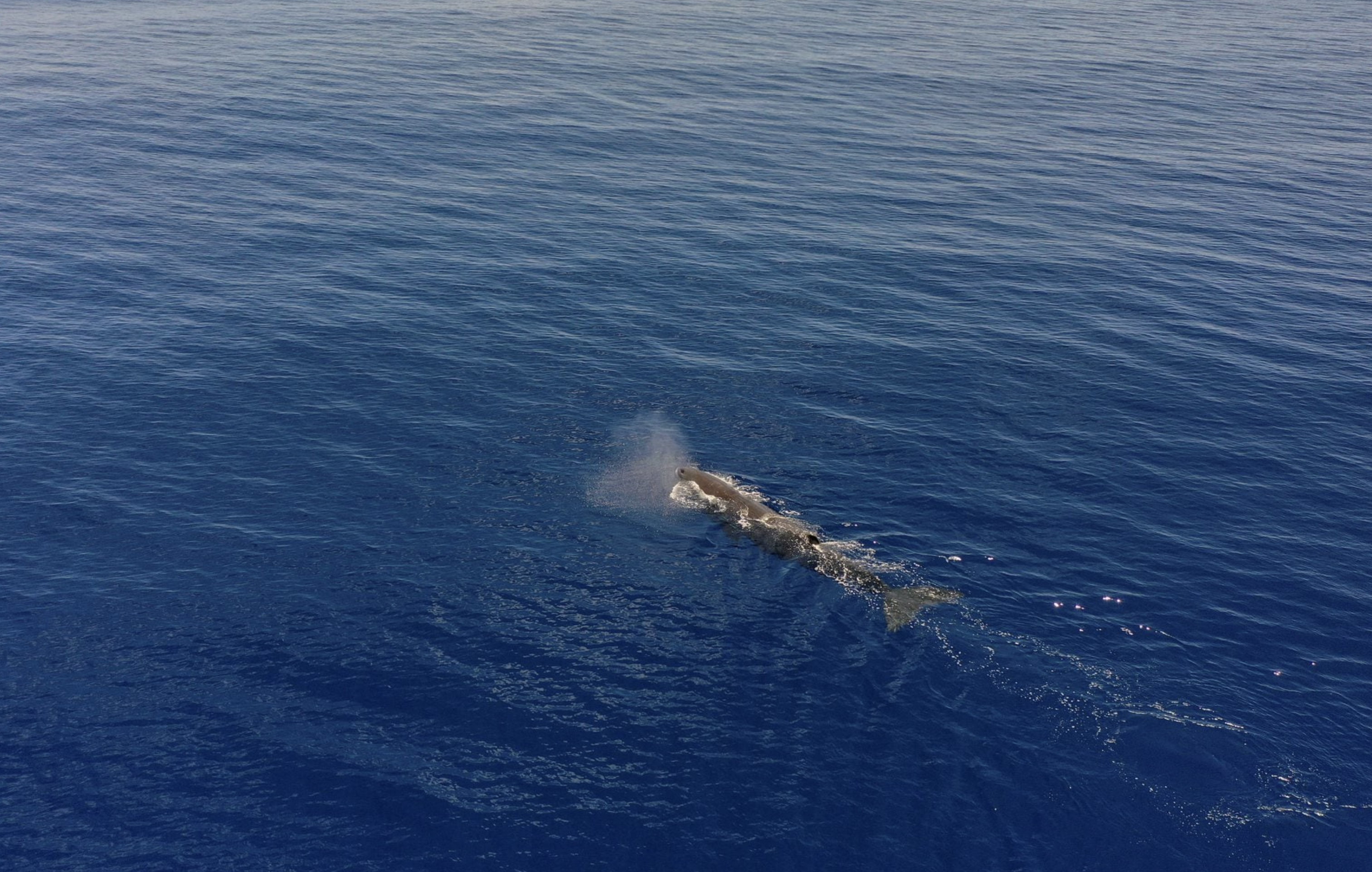 A sperm whale is seen swimming on the Indian Ocean surface during the Greenpeace's Arctic Sunrise expedition at the Saya de Malha Bank within the Mascarene plateau, Mauritius March 14, 2021. Photo: Reuters