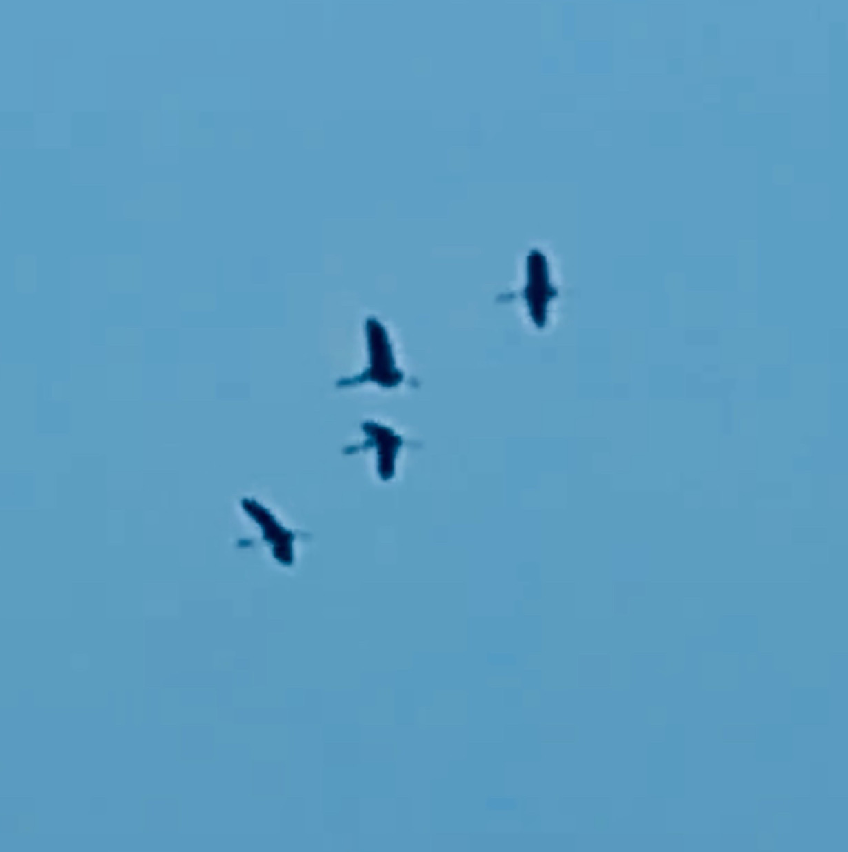 Four red-crowned cranes fly above Tram Chim National Park in Dong Thap Province, southern Vietnam, March 7, 2024. Photo: Tram Chim National Park