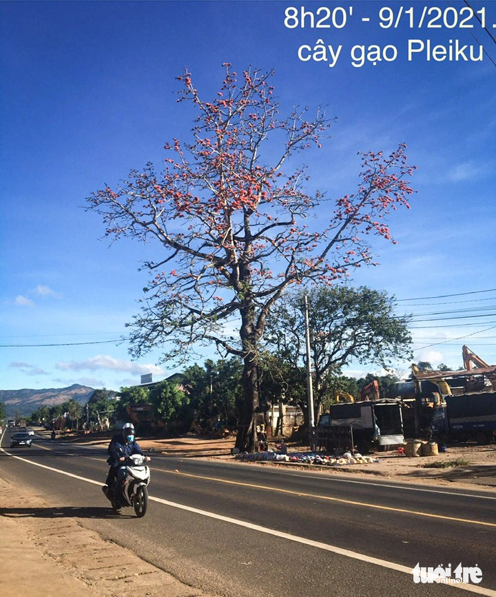 Locals disheartened as century-old red silk-cotton tree uprooted in Vietnam’s Central Highlands