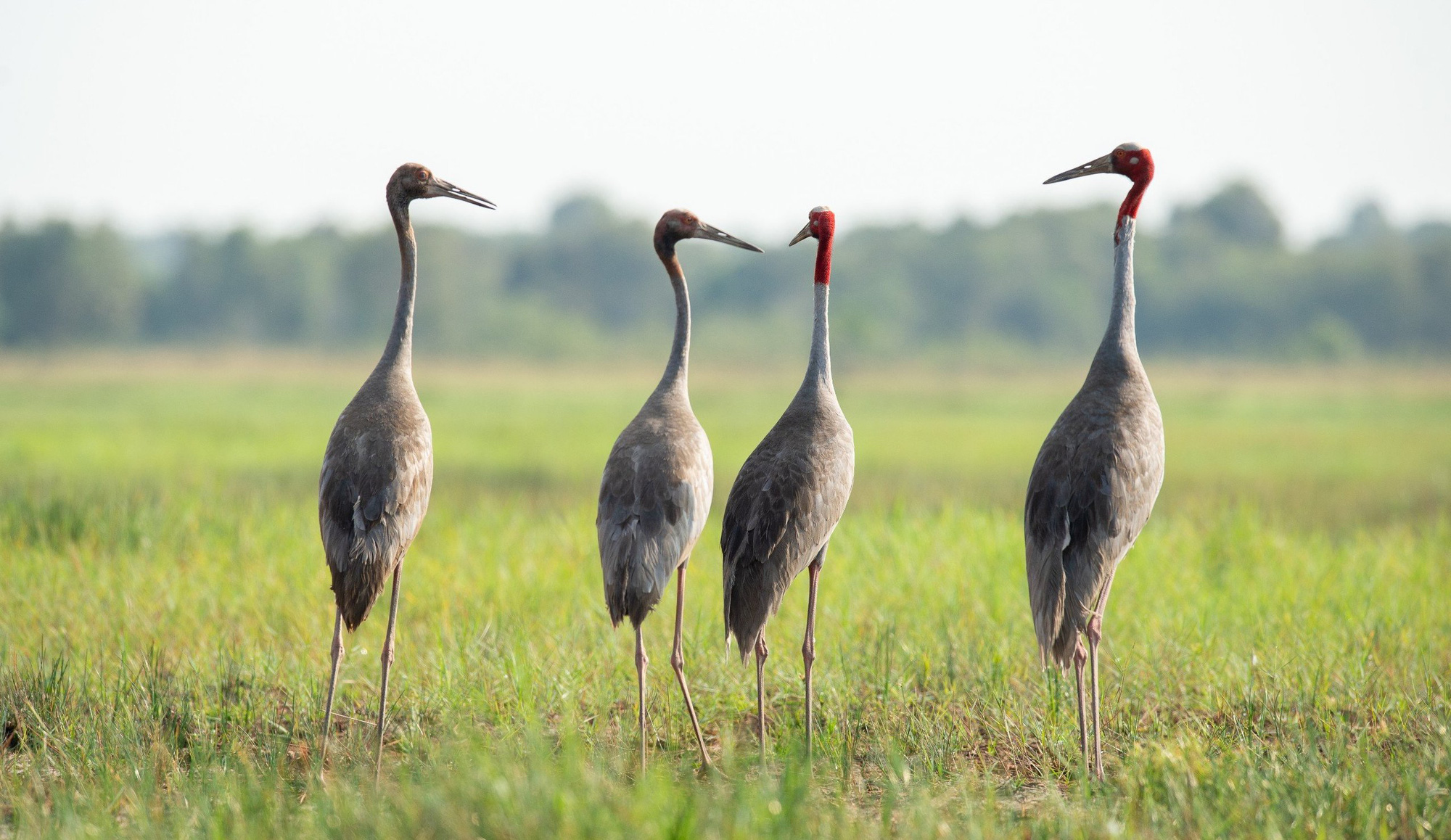 4 red-crowned cranes return to national park in southern Vietnam