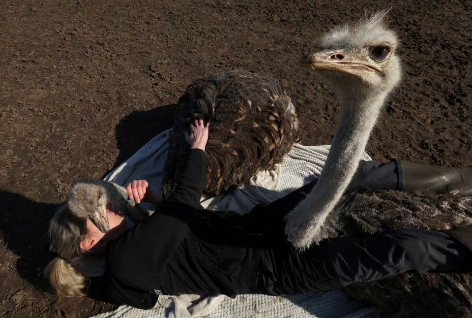 Belgian Wendy Adriaens, the founder of De Passiehoeve, an animal rescue farm where animals support people with autism, depression, anxiety, or drug problems, offers a hug to Pinot and another male ostrich, both 10-month-old, at Passiehoeve farm, in Kalmthout, Belgium March 8, 2024. Photo: Reuters