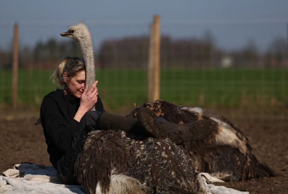 Ostrich hugs on offer at Belgian animal rescue farm