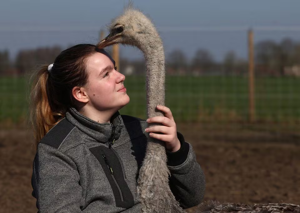 Belgian 15-year-old Gibbe Vanden Kieboom from Brecht, who followed treatments for depression, offers a hug to a 10-month-old ostrich at the De Passiehoeve, an animal rescue farm where animals support people with autism, depression, anxiety, or drug problems, in Kalmthout, Belgium March 8, 2024. Photo: Reuters