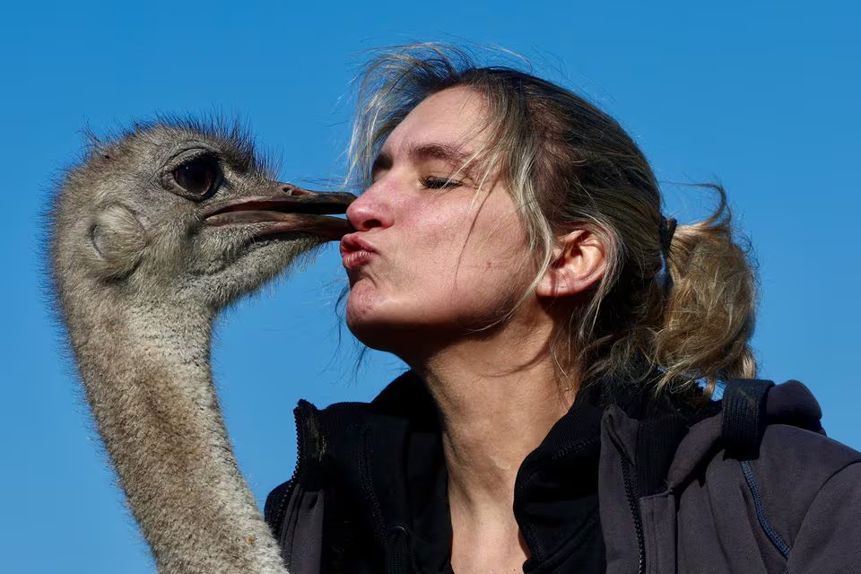 Belgian Wendy Adriaens, the founder of De Passiehoeve, an animal rescue farm where animals support people with autism, depression, anxiety, or drug problems, offers a hug to Blondie, a 6-year-old female ostrich at Passiehoeve farm, in Kalmthout, Belgium March 8, 2024. Photo: Reuters