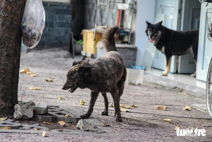 Suspected rabid dog bites 7 in Vietnam's Phu Yen