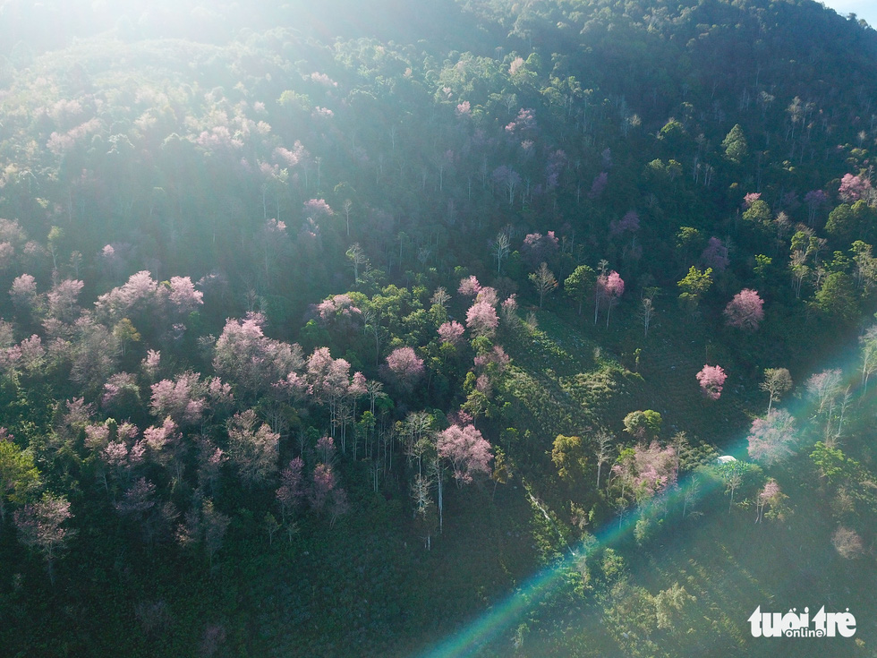 A forest of mai anh dao ((cherry-like apricot blossoms) is seen on the mountainside of Lang Biang. Photo: Duc Tho/ Tuoi Tre