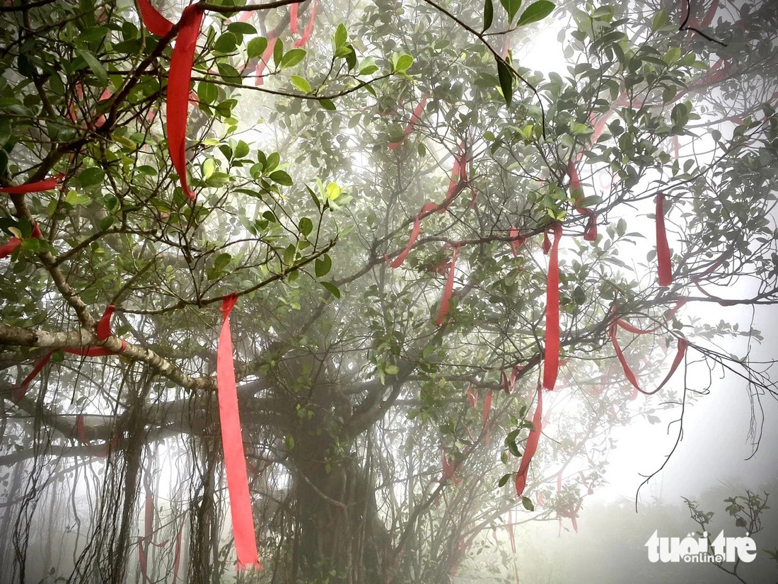 An ethereal-looking banyan tree covered in the thick fog on Son Tra Peninsula, Da Nang City, central Vietnam. Photo: Truong Trung / Tuoi Tre