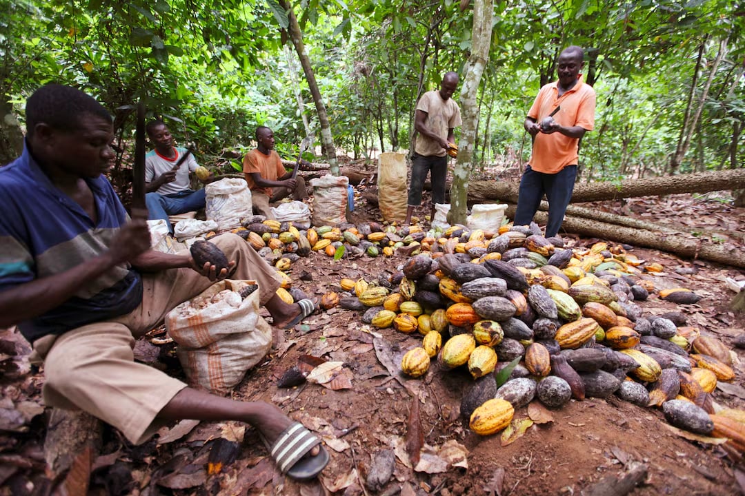 African cocoa plants run out of beans as global chocolate crisis deepens