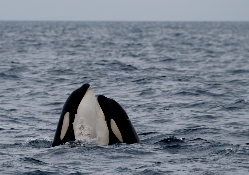 A file photo of killer whales surfacing in the sea near Rausu, Hokkaido, Japan, July 1, 2019. Picture taken July 1, 2019. Photo: Reuters