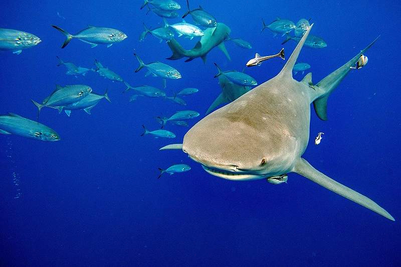 With bites rare, experts want sharks to shed scary reputation