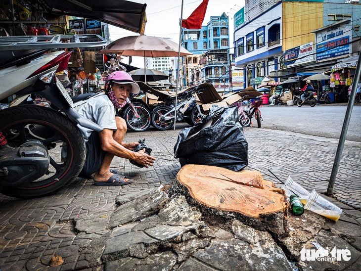 Large trees casting shadow for decades no longer exist on Hoang Van Thu Street in Gia Lai Province. Only their stumps remain. Photo: Tan Luc / Tuoi Tre