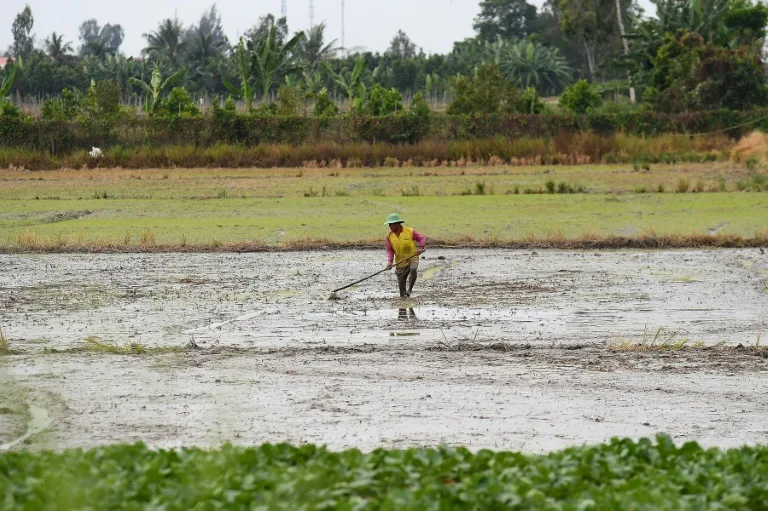 Vietnam faces $3bn annual crop losses from rising saltwater levels