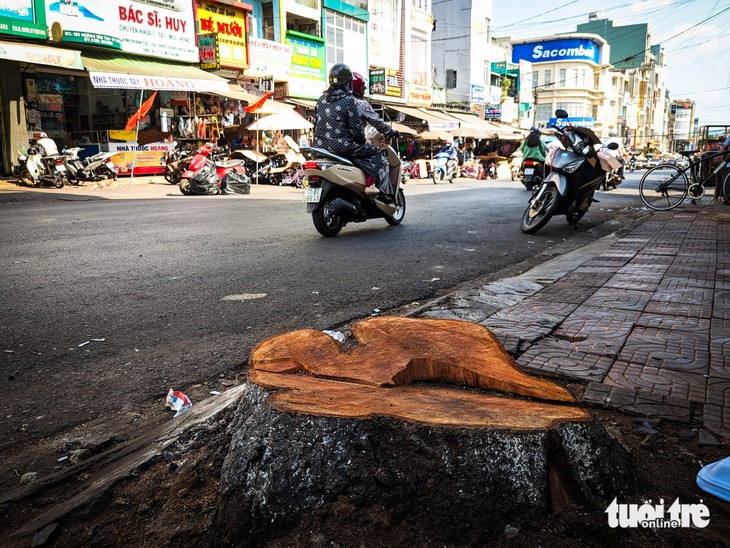 The stump of a yellow flamboyant tree on Hoang Van Thu Street in Gia Lai Province. Photo: Tan Luc / Tuoi Tre