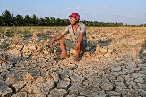 A farmer sits in a drought-stricken rice field in Vietnam's southern Ben Tre province, which is plagued by intruding salt water. Photo: AFP