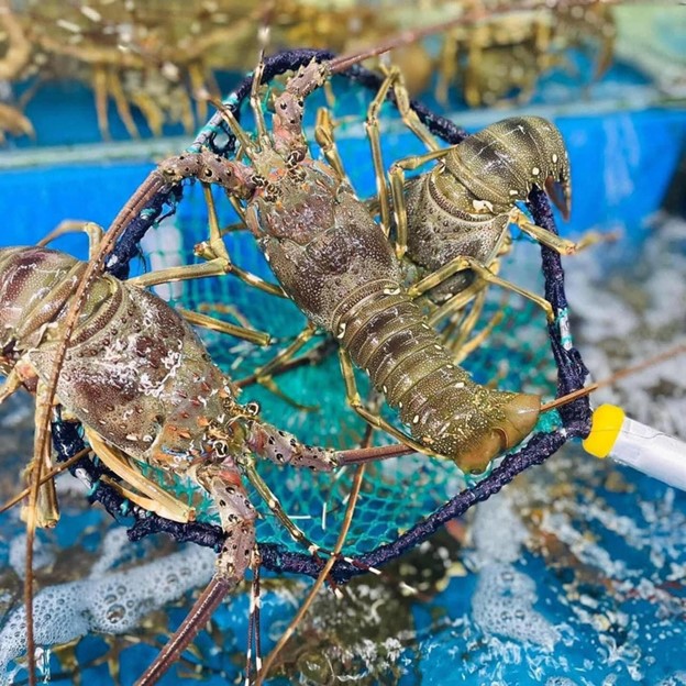 Vietnam’s lobster exports to China skyrocket in January-February