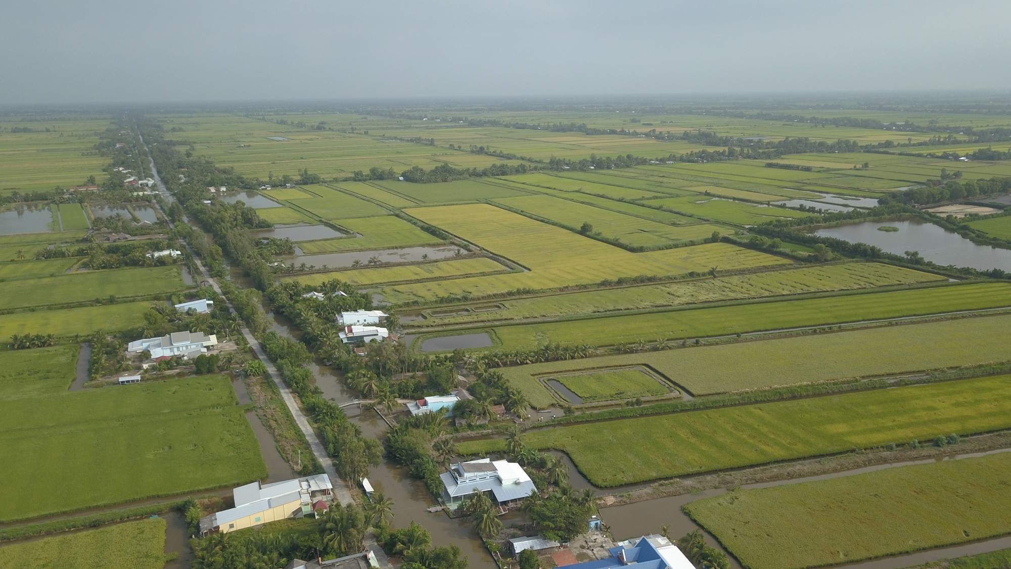 Vietnam to invest $375mn in high-quality, low-emission rice production in Mekong Delta