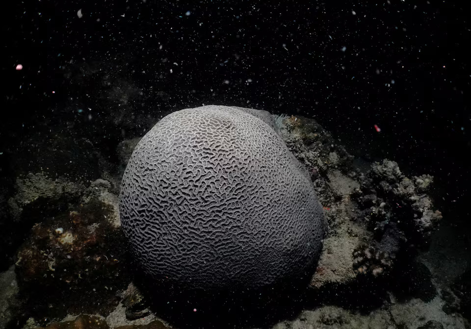 A lesser valley coral releases eggs and sperm in the waters off Man Nai Island, off the coast of southeastern Rayong province, Thailand, February 29, 2024. Photo: Reuters