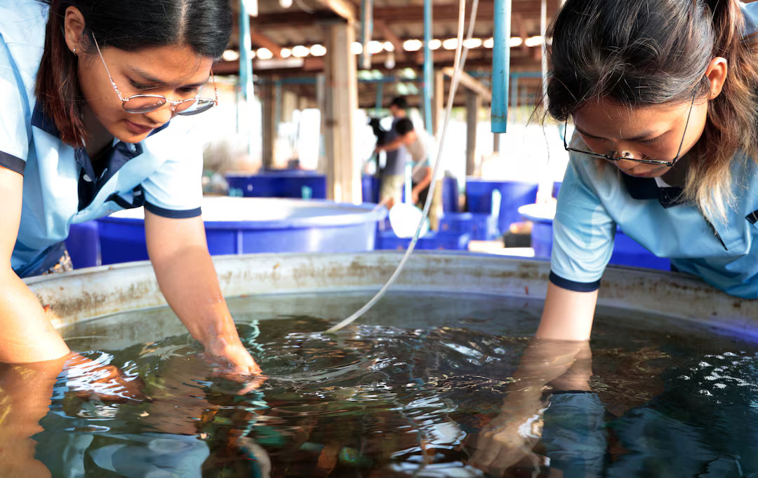 Marine biologists Thitiporn Khanauruxs, 28, and Nantika Kitsom, 29, remove aquatic vegetation from earthenware tiles at a research centre on Man Nai Island, off the coast of southeastern Rayong province, Thailand, February 29, 2024. Photo: Reuters