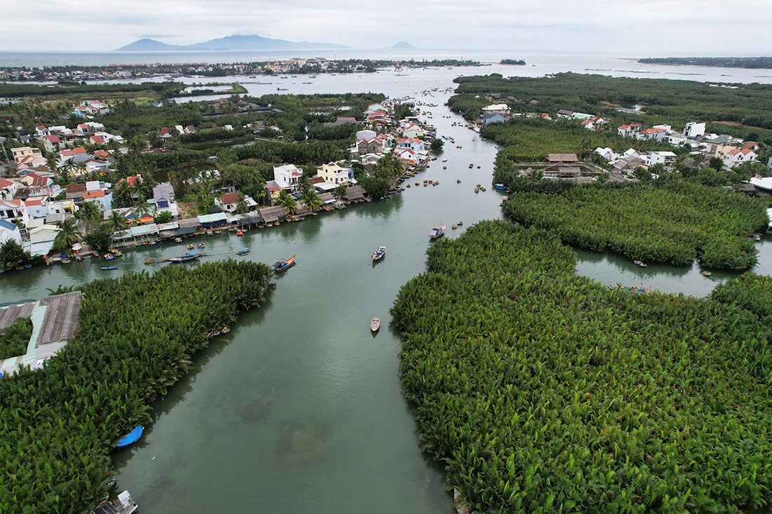 Cam Thanh nipa palm forests begins at the mouth of Thu Bon River then grows along its winding main body and all of its branches in Cam Thanh Commune, Hoi An City, Quang Nam Province, central Vietnam. Photo: B.D. / Tuoi Tre