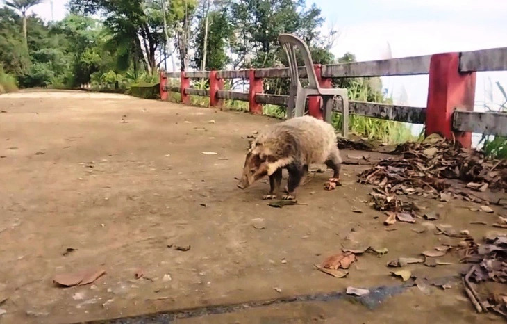 Endangered species begin to reappear in central Vietnam's Bach Ma National Park