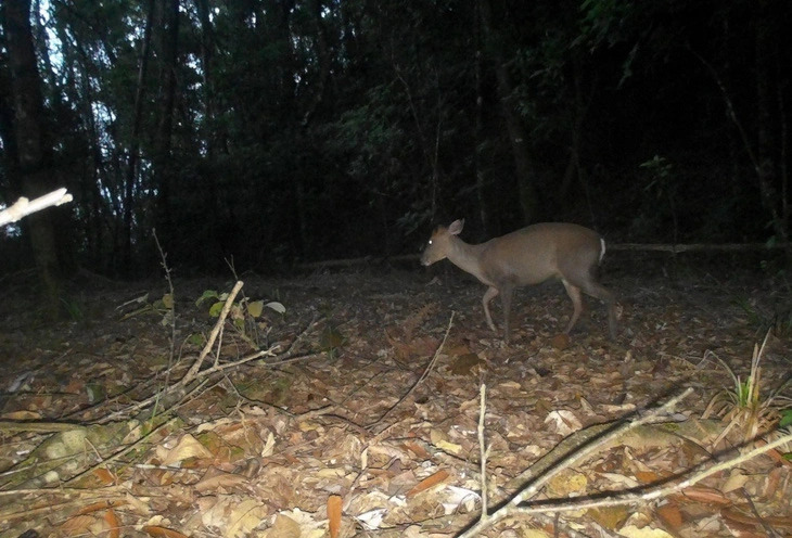 An endangered Truong Son muntjac was photographed by a camera trap in late 2023 in Thua Thien-Hue Province, central Vietnam. Photo: Bach Ma National Park