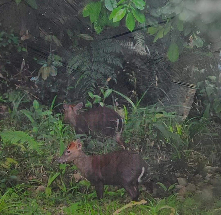 Two Truong Son muntjacs were photographed by visitors at Bach Ma National Park in Thua Thien-Hue Province, central Vietnam. Photo: V. Linh / Tuoi Tre