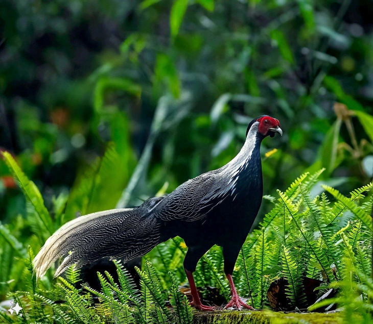 A white pheasant, a threatened wild species, is seen appearing again in the Bach Ma National Park in Thua Thien-Hue Province, central Vietnam. Photo: V. Linh / Tuoi Tre