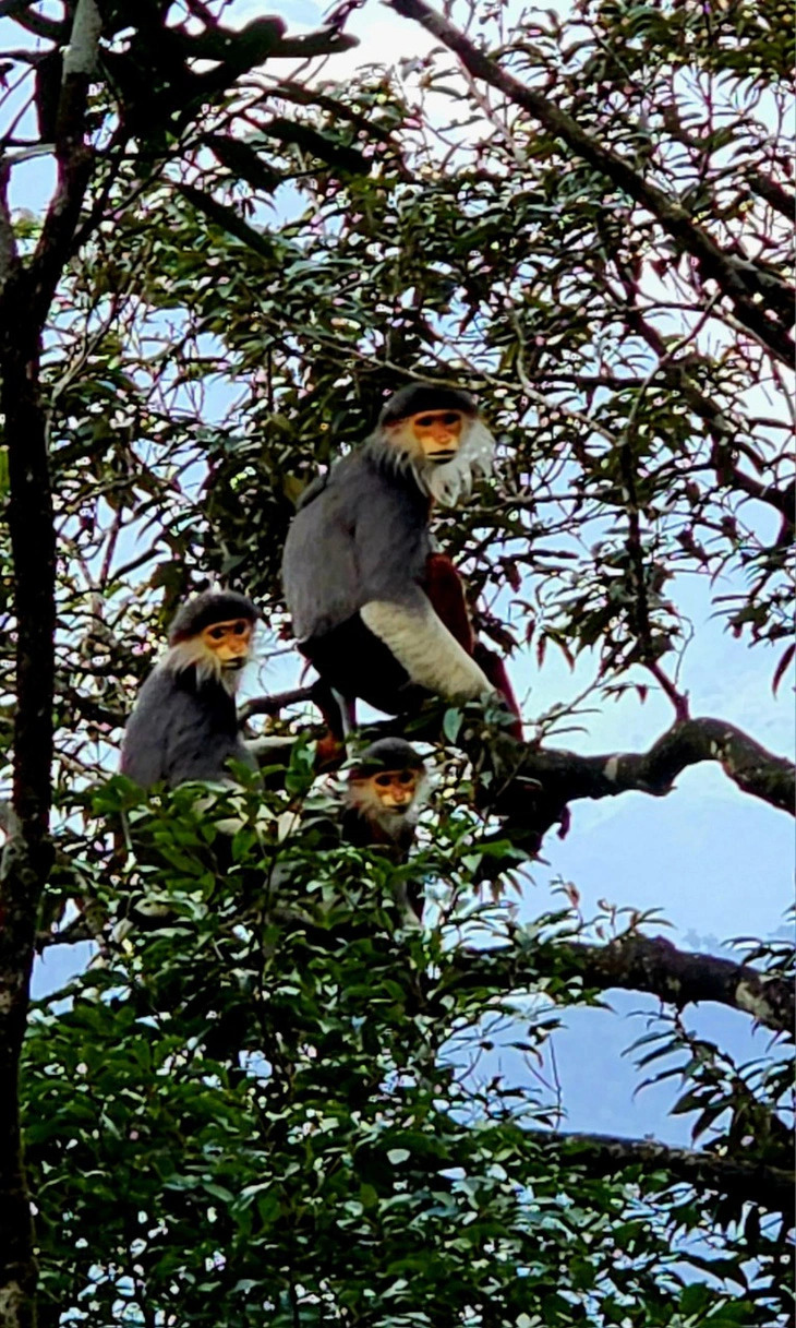 A herd of endangered brown-shanked douc langurs photographed by tourists in the Bach Ma National Park in Thua Thien-Hue Province, central Vietnam. Photo: V. Linh / Tuoi Tre