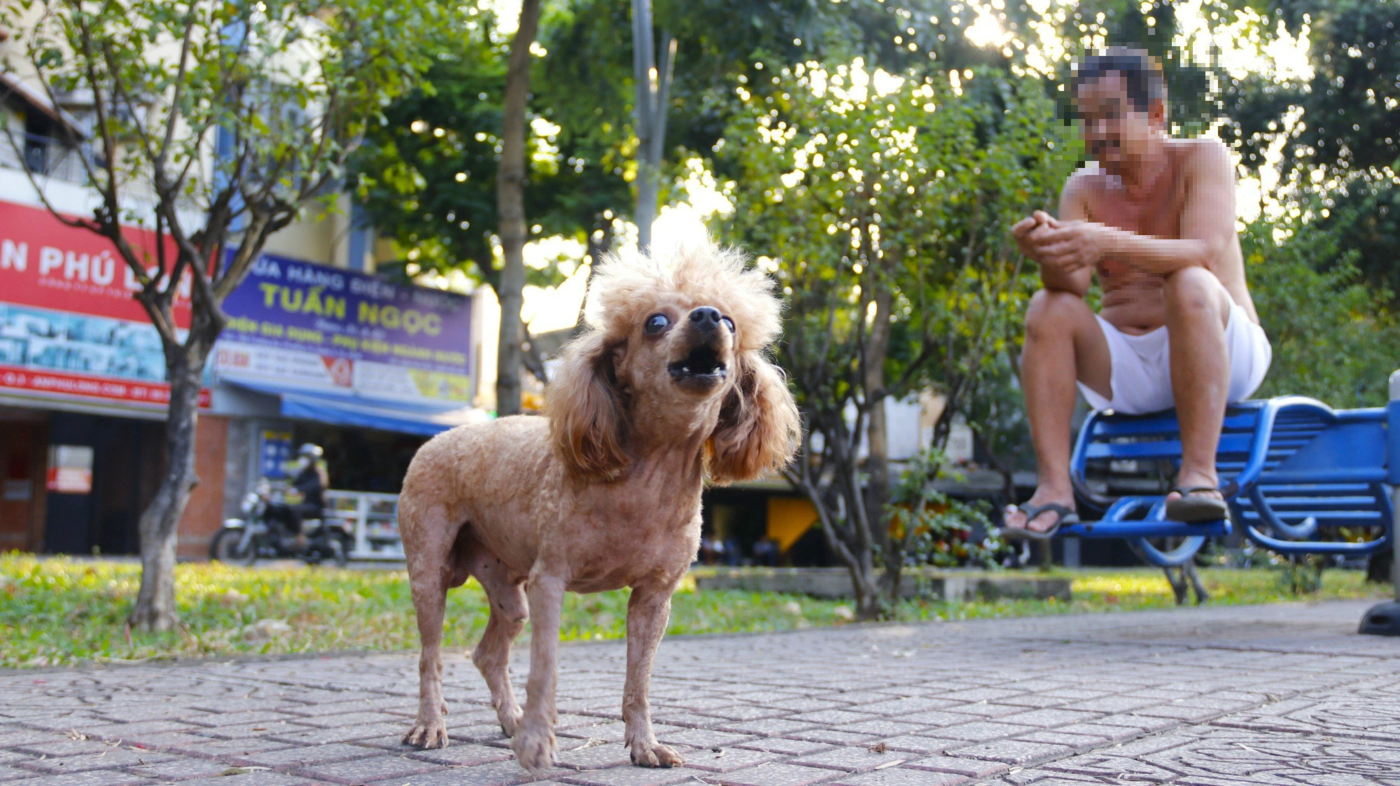 A dog roams freely at a park in Ho Chi Minh City. Photo: Tien Quoc / Tuoi Tre