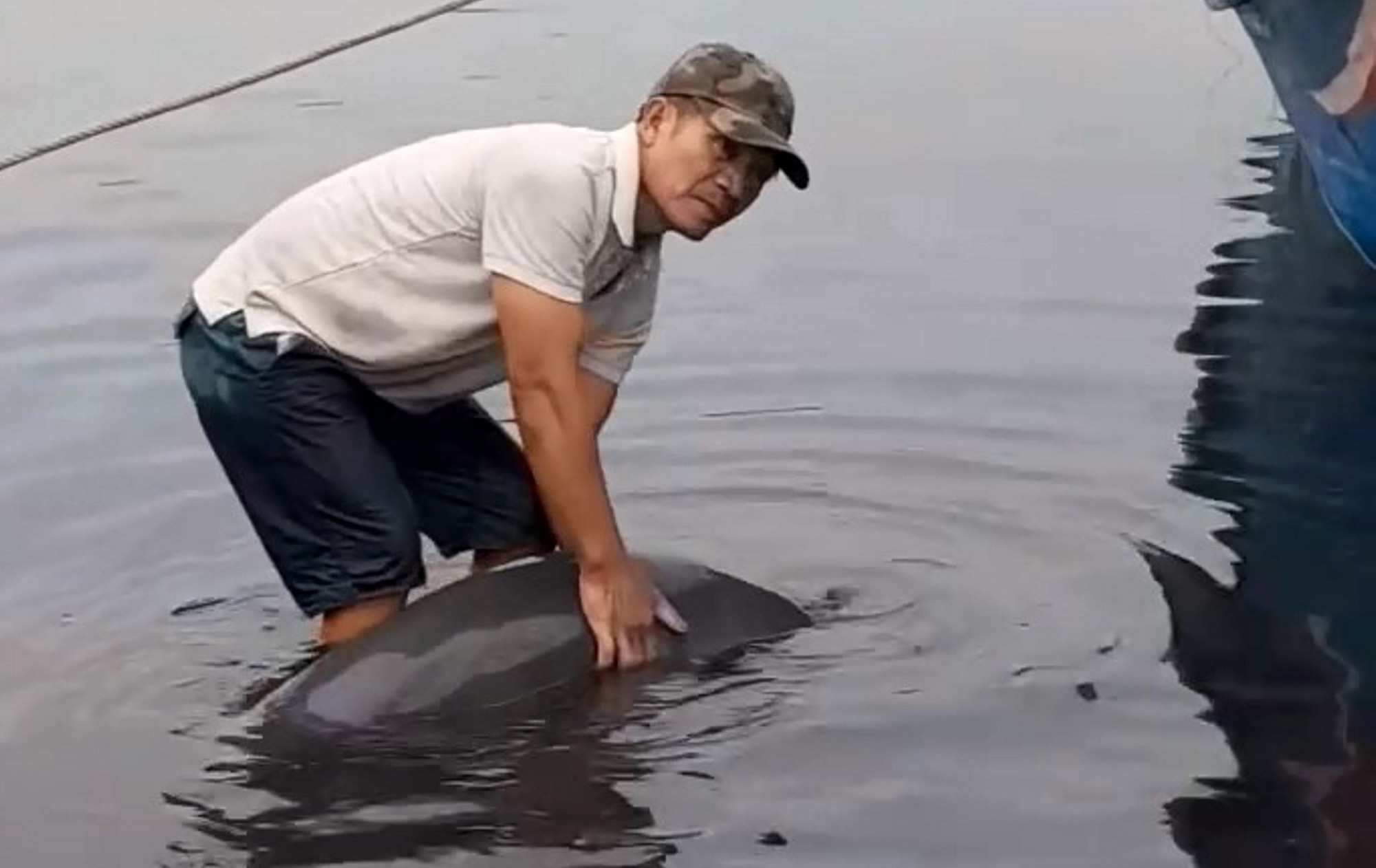 Fishermen rescue dolphin from slaughter in central Vietnam