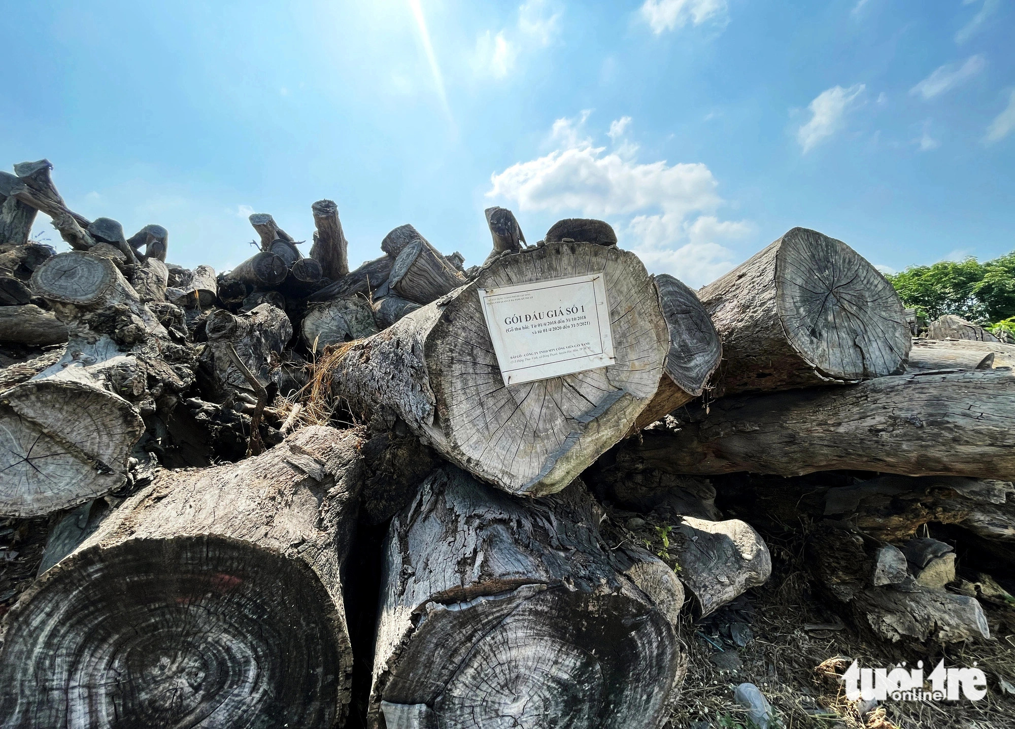 Logs of street trees pending auction suffer sun, termite damage in Ho Chi Minh City