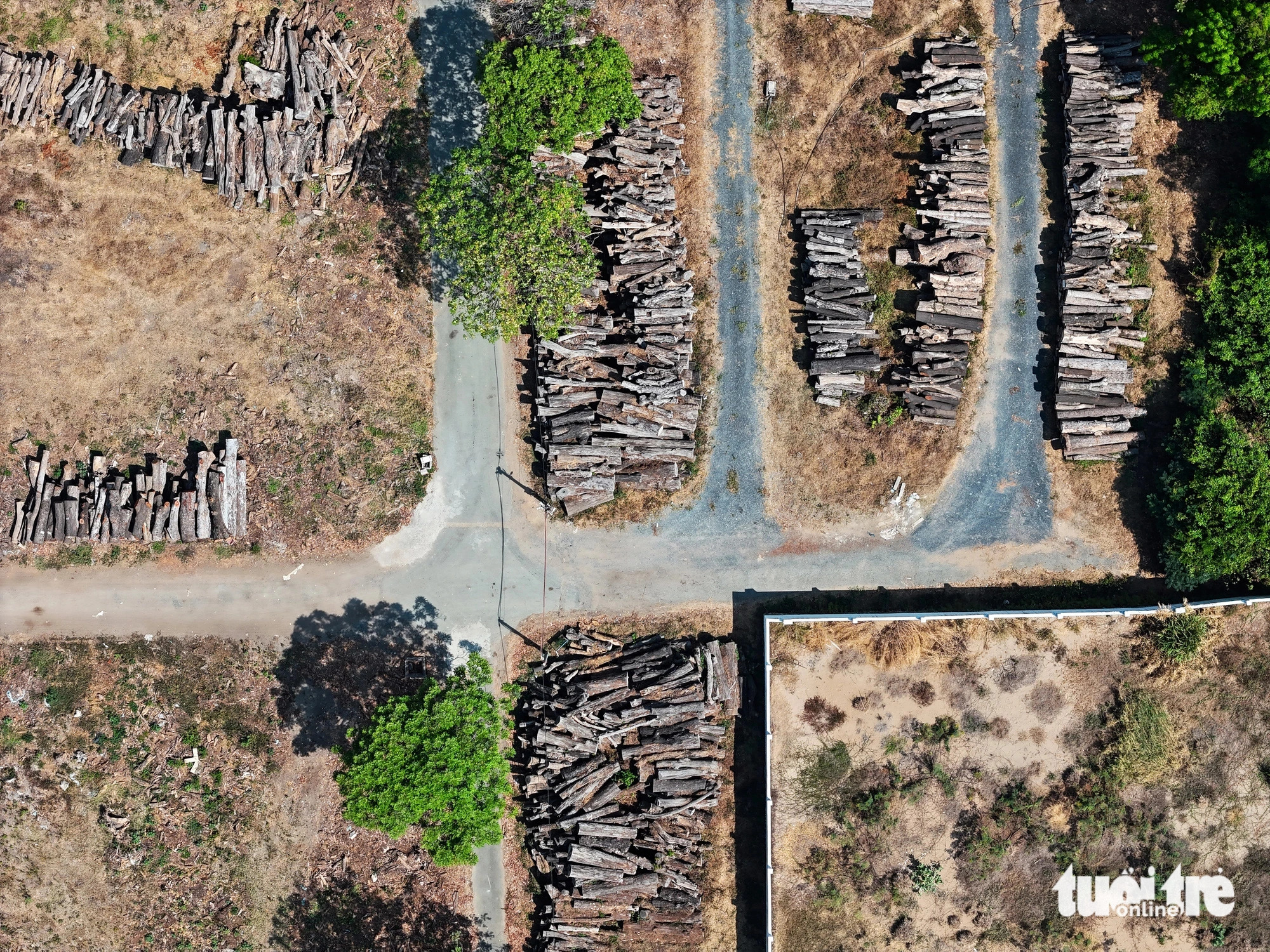 A bird’s-eye view of an area where logs of city street trees are gathered together in Ho Chi Minh City. Photo: Le Phan / Tuoi Tre