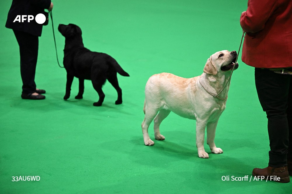 'Good boy!' Dogs do understand us, says new study